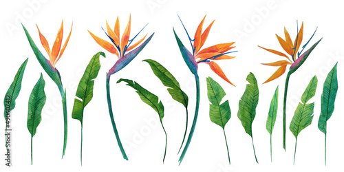 Set of watercolor illustration of herbaceous plant of strelitzia. Hand-drawn illustration of plant of bird-of-paradis. For design and decoration of fabric, textile. Flowers and tropical leaves.