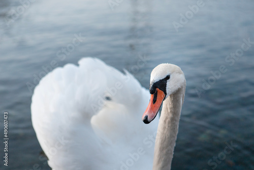 Fototapeta Naklejka Na Ścianę i Meble -  A swan swimmig on lake como, italy. Close up.