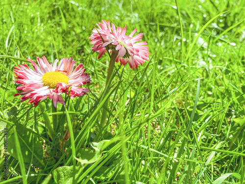 pink daisies with a yellow center on the field. cute home flowers grow in the country among the grass. spring plants in the meadow