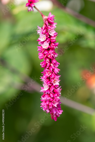 Red bistort (bistorta amplexicaulis) flowers in bloom