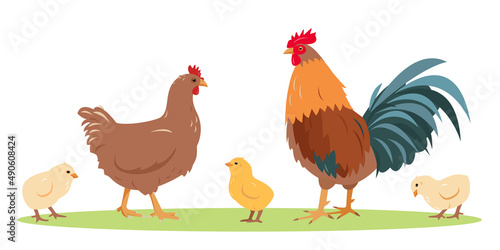 Set of poultry farm birds. Rooster cock with hen and chicks isolated on white background. Chicken family icons in flat or cartoon style vector illustration.