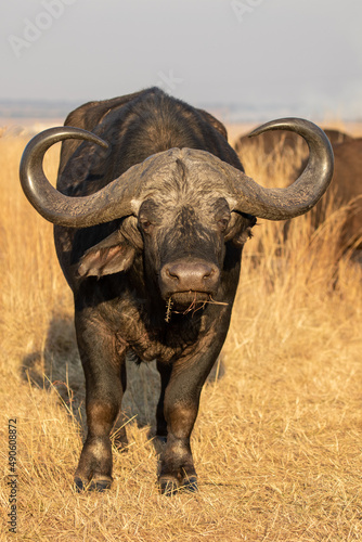 African Buffalo Bull  Kruger National Park