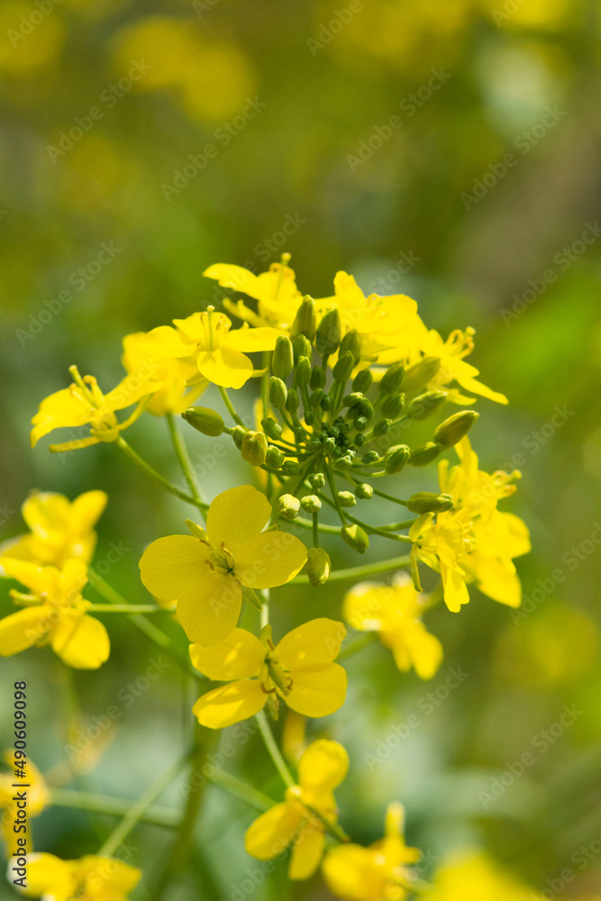 菜の花畑　鹿児島県出水市にて