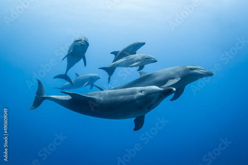 Foto Family dolphin