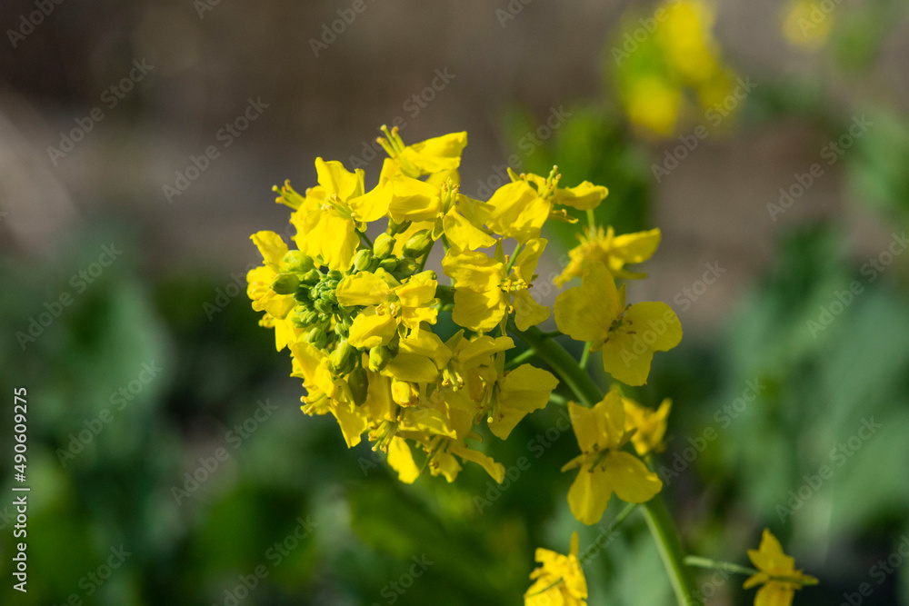 菜の花畑　鹿児島県出水市にて