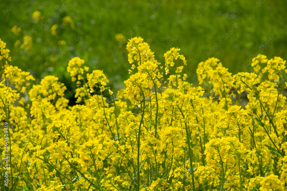 菜の花畑 鹿児島県出水市にて 菜の花畑 鹿児島県出水市にて