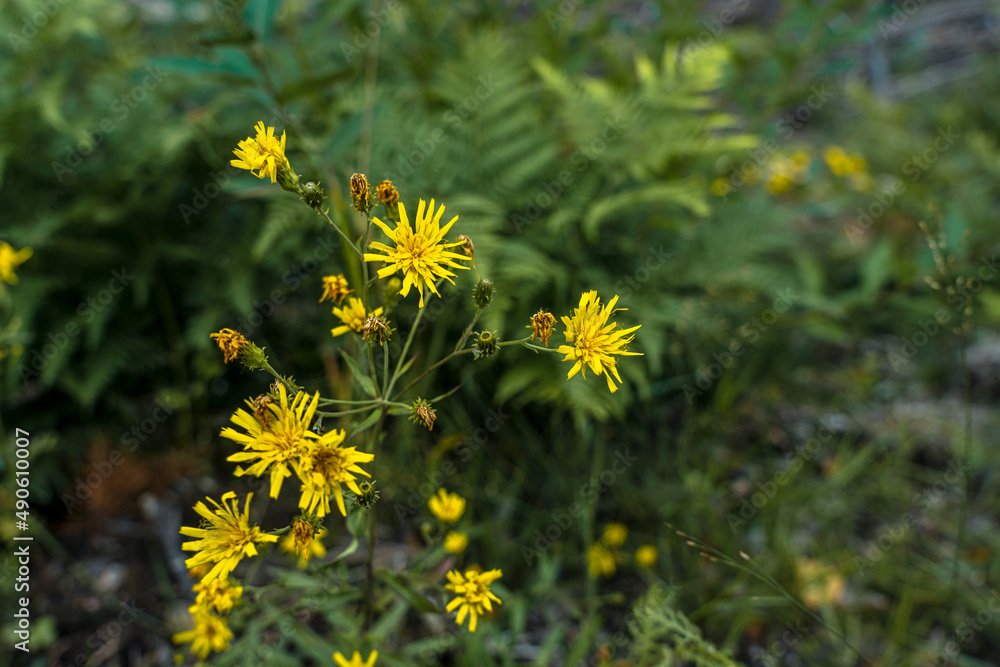 Field, yellow flowers in summer. natural background Field, yellow flowers in summer. natural background