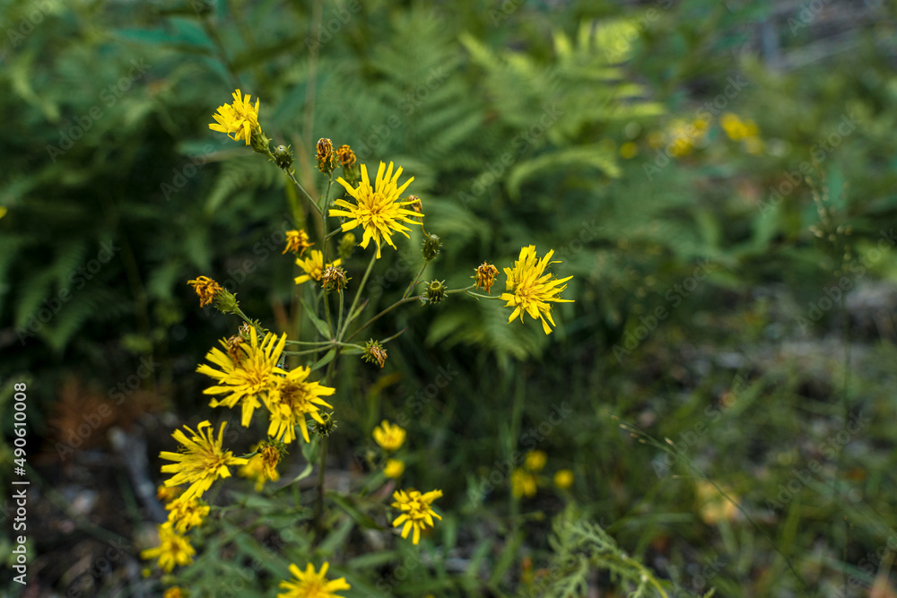 Field, yellow flowers in summer. natural background Field, yellow flowers in summer. natural background