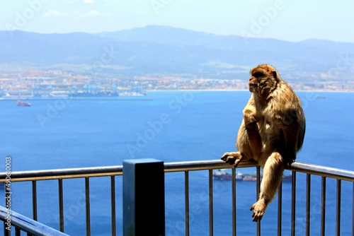 Monkey in Gibraltar © David