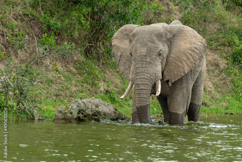 Photography African elephant (Loxodonta africana) drinking water from Kazinga Channel at Que