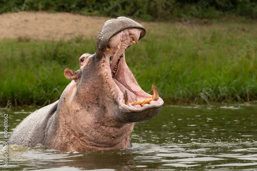 Angry hippo (Hippopotamus amphibius), hippo with a wide open mouth displaying dominance, Kazinga channel, Queen Elizabeth National Park, Uganda, Africa photo