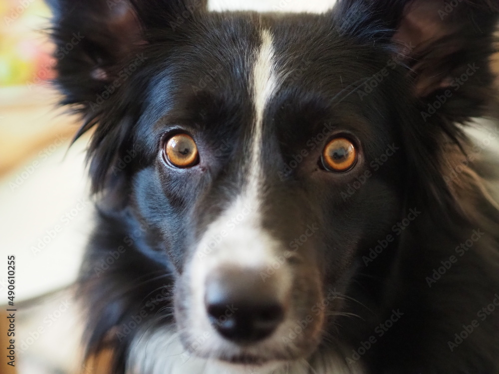 Fototapeta premium Border collie