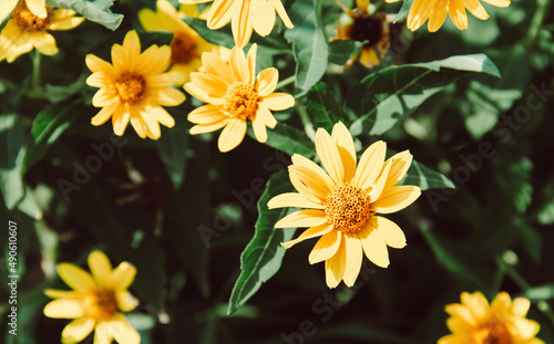 yellow flowers