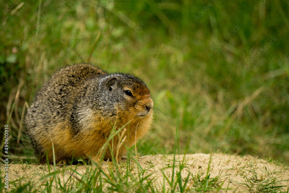 Chubby Marmot