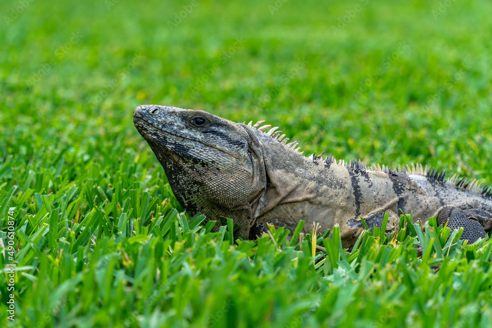 Fototapeta premium Iguana