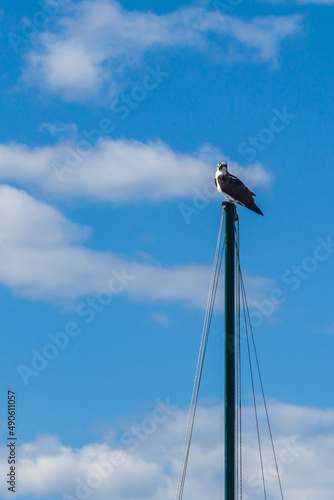 Osprey on Mast