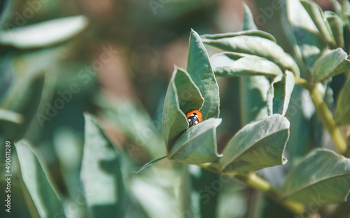 plant with dew drops