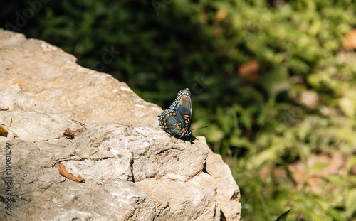butterfly on a rock