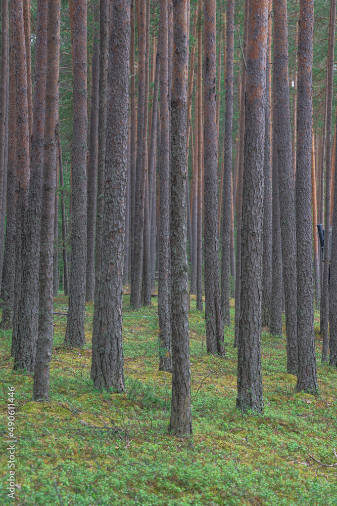 smooth, slender pine trunks in the summer forest smooth, slender pine trunks in the summer forest