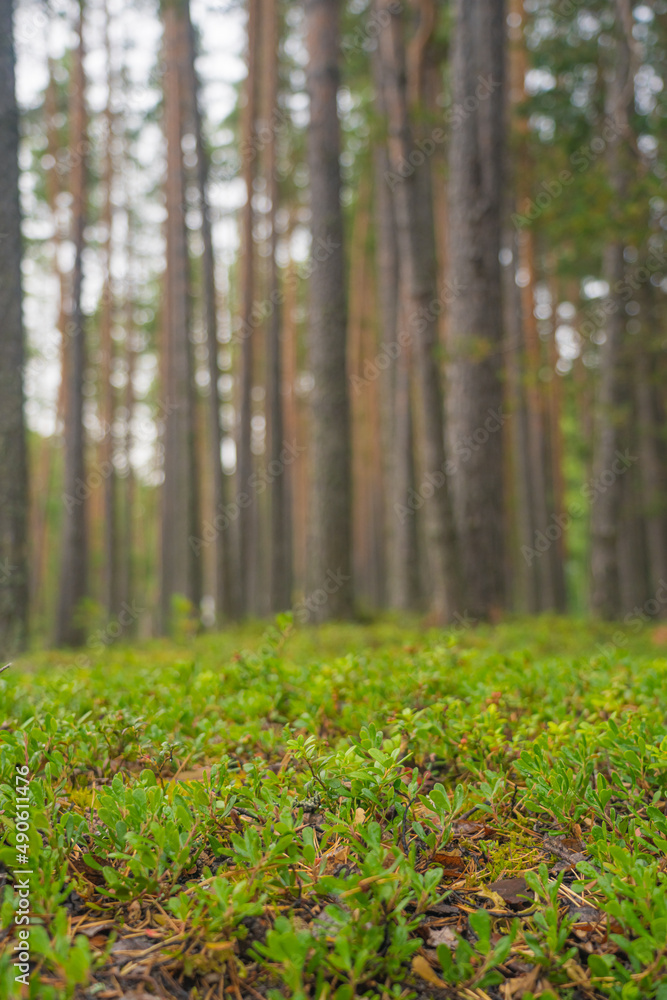 smooth, slender pine trunks in the summer forest smooth, slender pine trunks in the summer forest