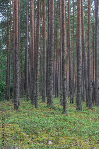 smooth, slender pine trunks in the summer forest