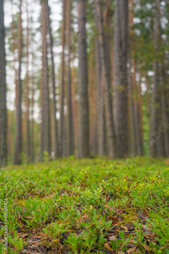 smooth, slender pine trunks in the summer forest