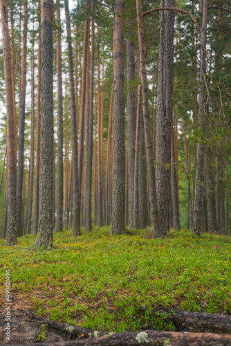 smooth, slender pine trunks in the summer forest