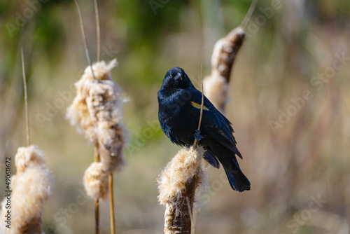 Red Wing Black Bird