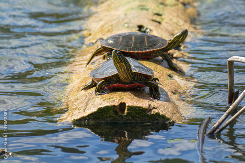 Painted Turtles on a Log