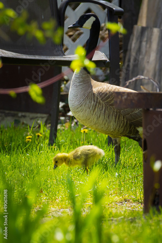 Canada Goose and Gosling