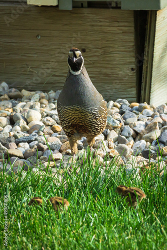 Quail and Hatchlings