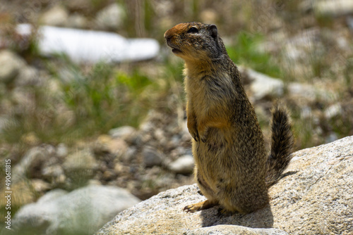 Marmot