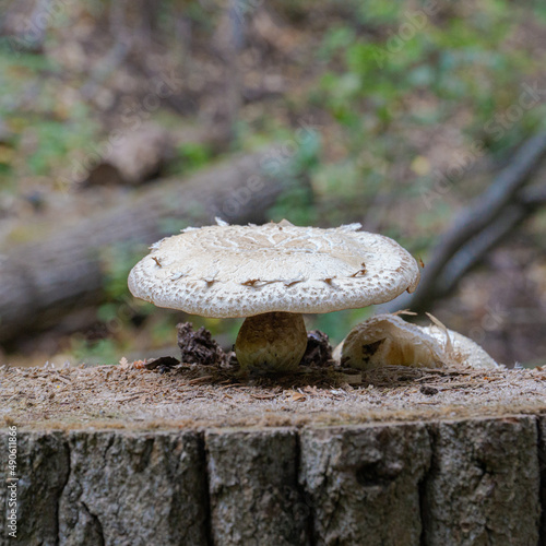 Mushroom on a Log