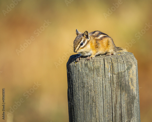 Chipmunk on a Fencepost