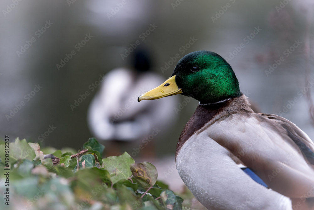 Profil eines Erpels vor einem See mit Efeu im Vordergrund Profil eines Erpels vor einem See mit Efeu im Vordergrund