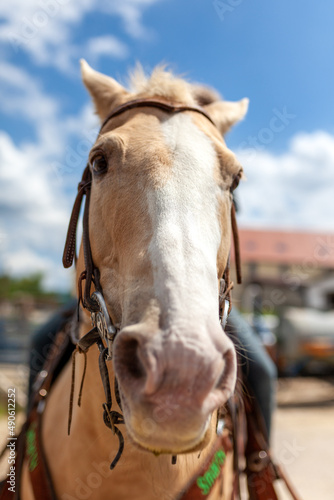 lustiges Portrait eines Pferdes © USeePhoto