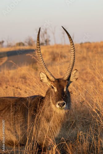 Waterbuck Bull  Kruger National Park