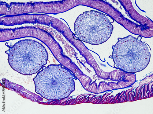 ascaris megalocephala cross section under the microscope showing its cuticle, intestine and ovaries - optical microscope x100 magnification photo