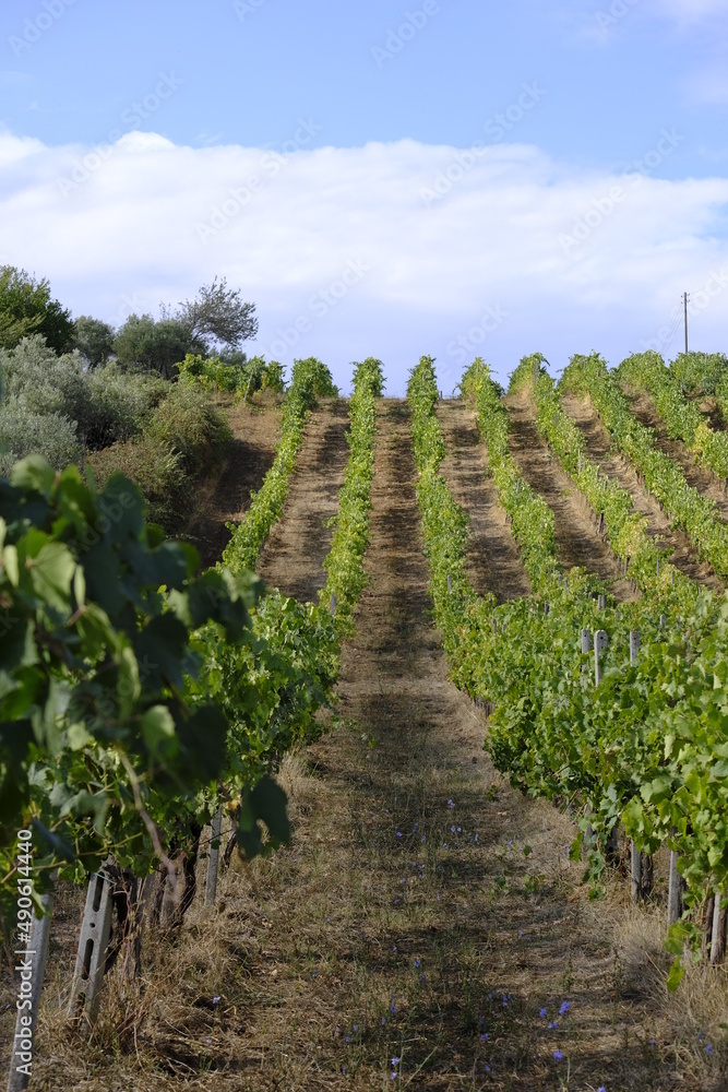 Obraz premium vigne in fila, vigneti in collina
