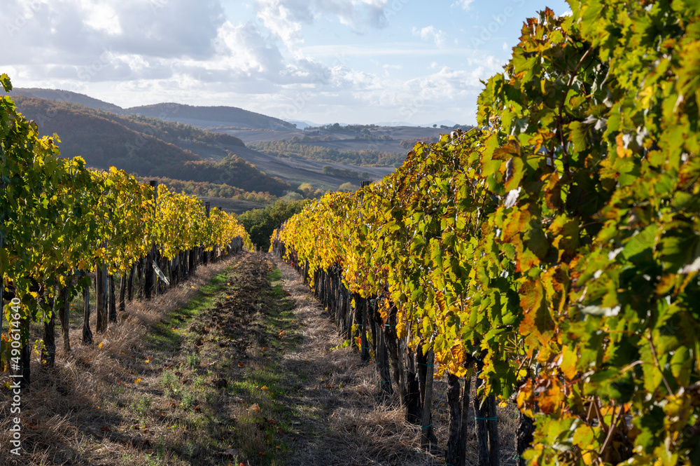 View on hills autumn on vineyards near wine making town Montalcino, Tuscany, rows of grape plants after harvest, Italy