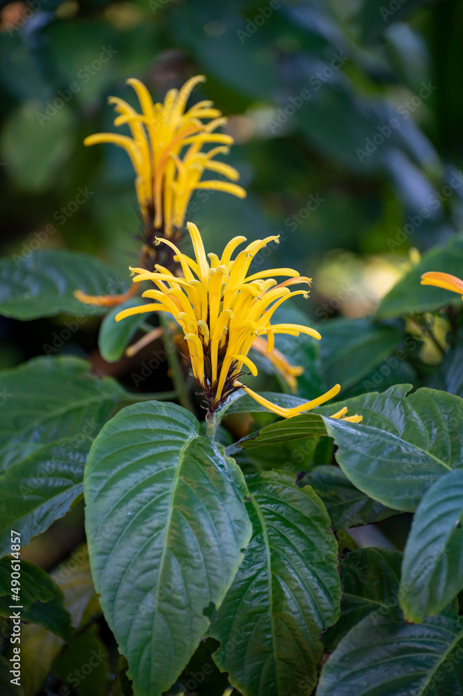 Blossom of yellow jacobinia tropical plant Justicia aurea from Central America Blossom of yellow jacobinia tropical plant Justicia aurea from Central America