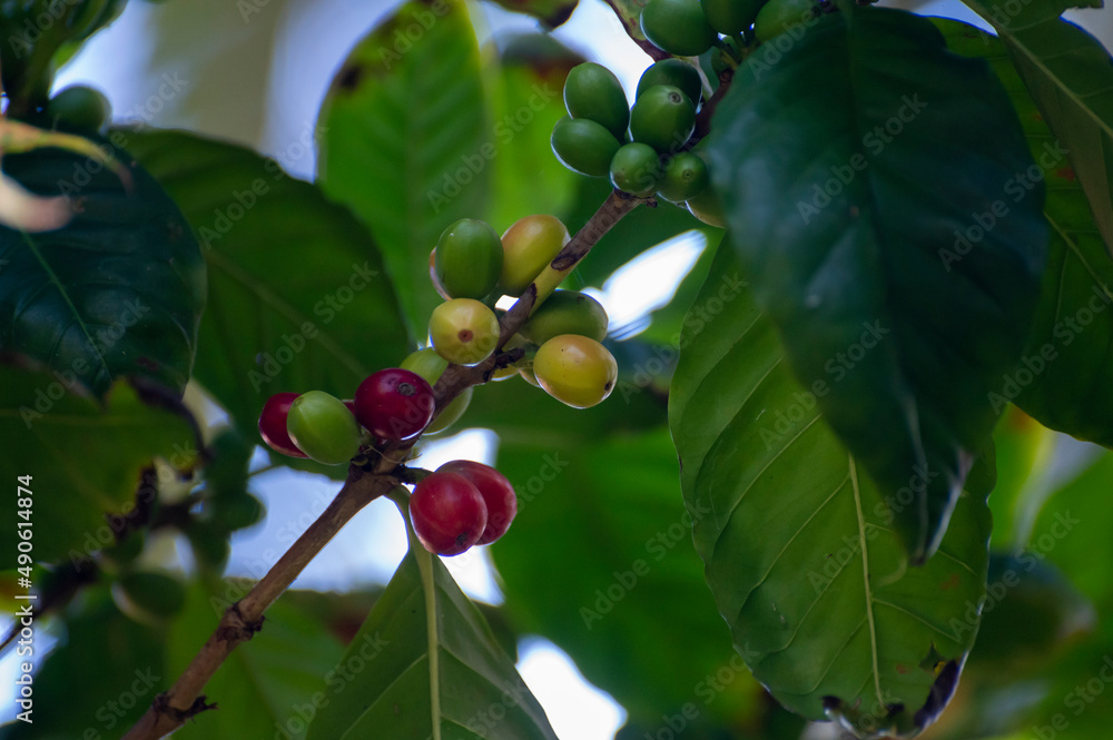 Arabica coffee tree with ripening coffee cherries berries on plantation Arabica coffee tree with ripening coffee cherries berries on plantation