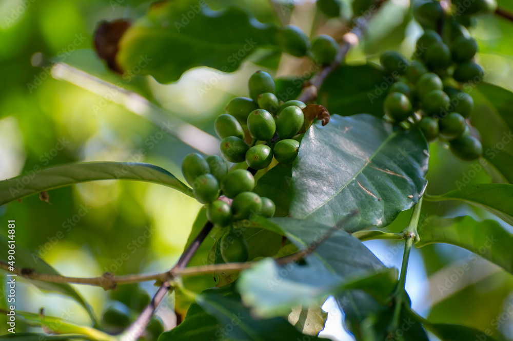 Fototapeta premium Arabica coffee tree with ripening coffee cherries berries on plantation