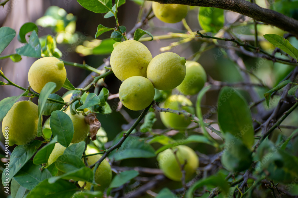 Ripe yellow lemons citrus fruits hanging on tree