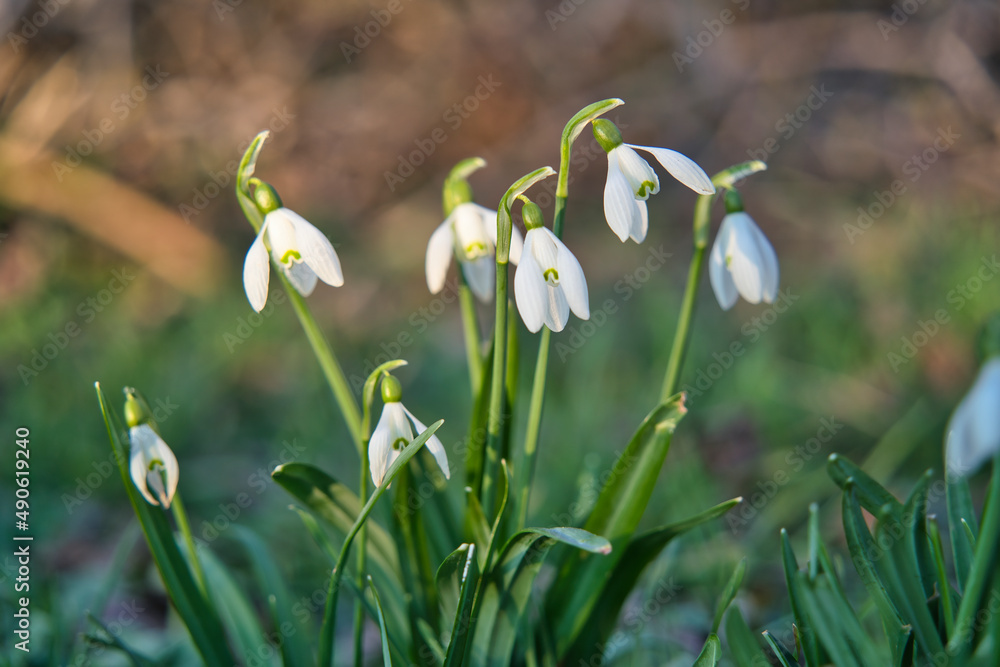 Close up of common snowdrops in bloom. High quality photo Close up of common snowdrops in bloom. High quality photo