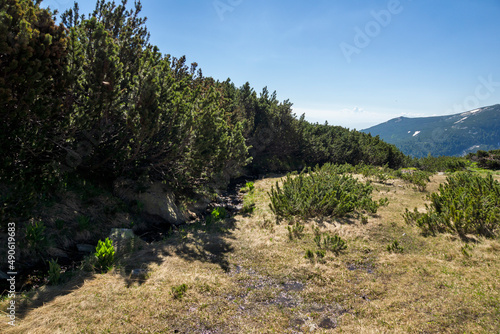 Landscape of Pirin Mountain near Popovo Lake  Bulgaria