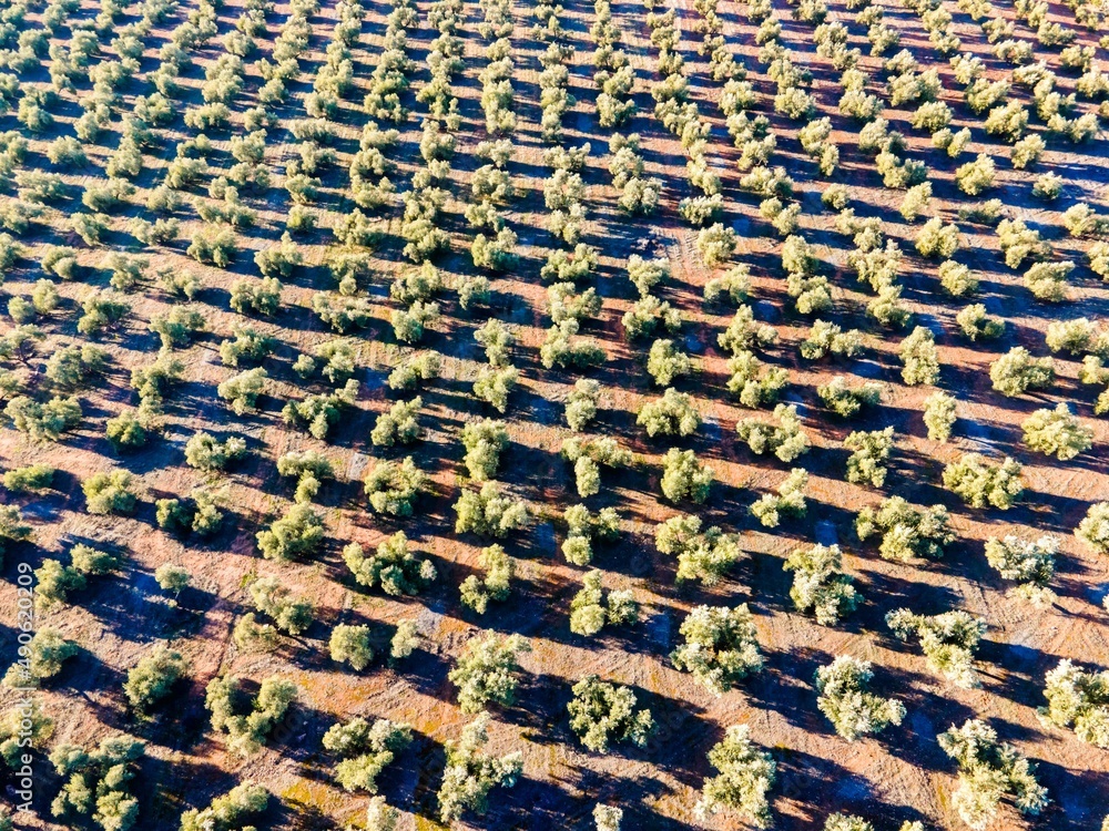 Fototapeta premium Olive groves in Jaen, Andalusia, Spain