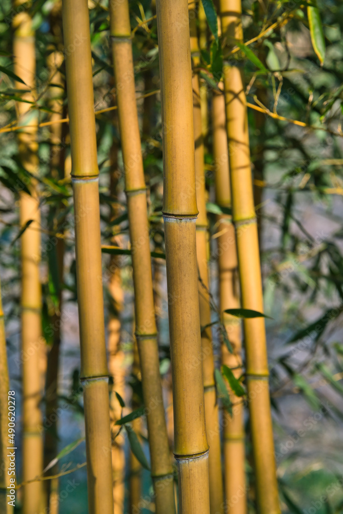 Bamboo forest, exotic asian tropical atmosphere. Green trees in meditative feng shui zen garden. Japanese or chinese natural oriental aesthetic. Bamboo forest, exotic asian tropical atmosphere. Green trees in meditative feng shui zen garden. Japanese or chinese natural oriental aesthetic.