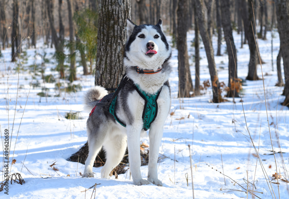 Young Siberian husky looking away on snowy background