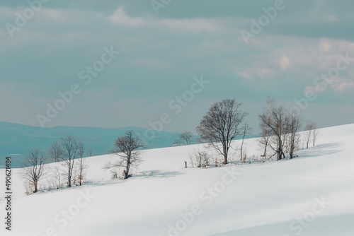 Trees on a sunny winter day on a snowy field. Cold early morning. Winter wonderland landscape with a copy space.